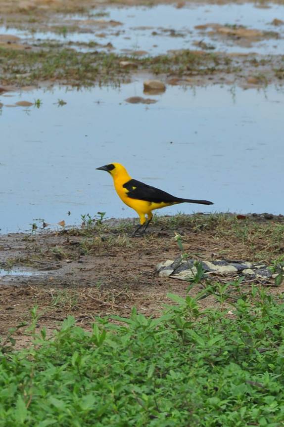 Um belo Tordo Maizero, no  Hato El Cedral, na região dos llanos venezuelanos, perto da cidade de Mantecal